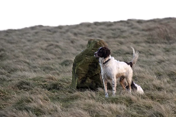 Springer spaniel en los páramos —  Fotos de Stock