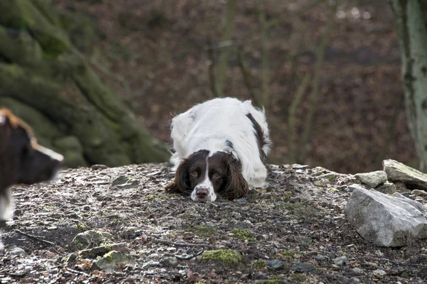 Springer spaniel bermain — Stok Foto