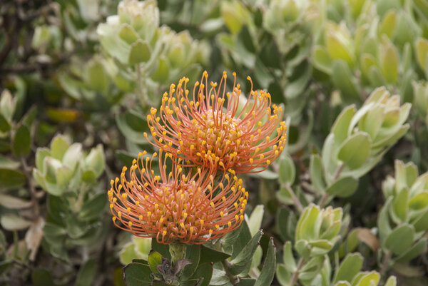 A Nodding Pincushion