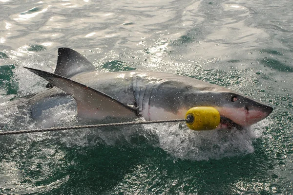 Gran tiburón blanco (Carcharodon carcharias ) — Foto de Stock