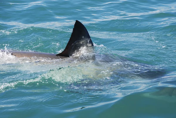 Gran tiburón blanco (Carcharodon carcharias ) —  Fotos de Stock