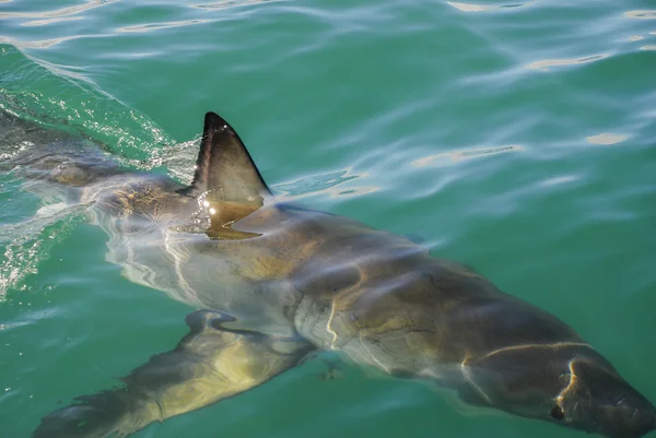 Weißer Hai (carcharodon carcharias)) — Stockfoto