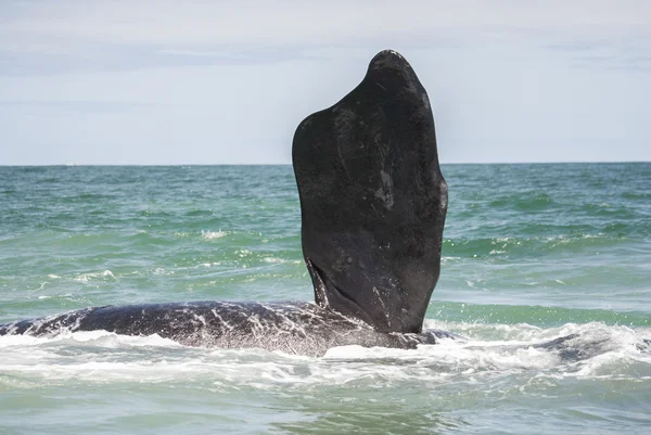 南右のクジラのひれ — ストック写真