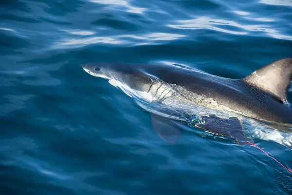 Grote witte haai (carcharodon carcharias) — Stockfoto