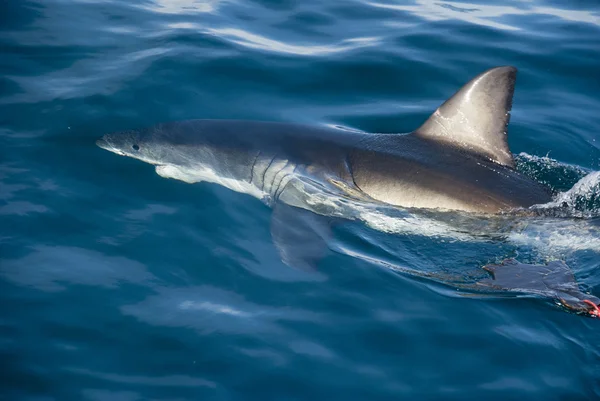 Gran tiburón blanco (Carcharodon carcharias ) —  Fotos de Stock