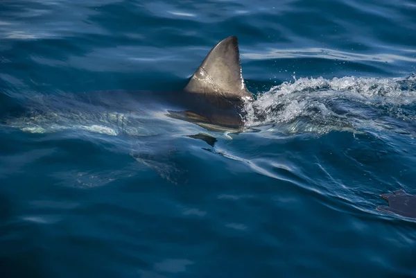 Gran tiburón blanco (Carcharodon carcharias ) — Foto de Stock