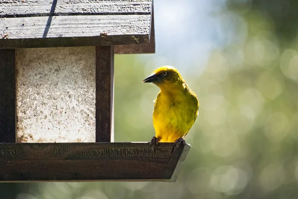 Cape weaver madár — Stock Fotó