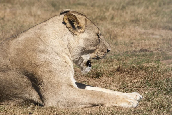 Roaring lioness — Stock Photo, Image