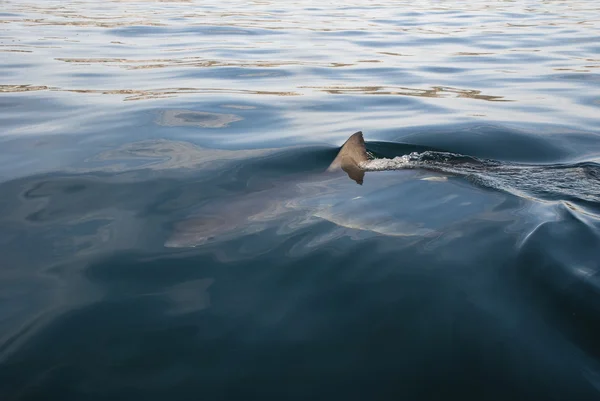 Gran tiburón blanco (Carcharodon carcharias ) —  Fotos de Stock