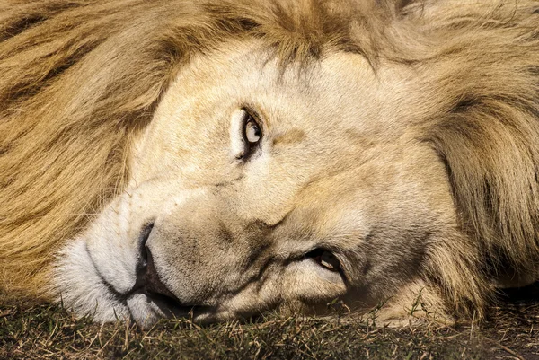 White lion — Stock Photo, Image