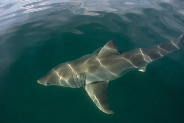 Grande tubarão branco (Carcharodon carcharias ) — Fotografia de Stock