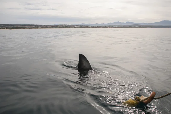 Gran tiburón blanco (Carcharodon carcharias ) — Foto de Stock