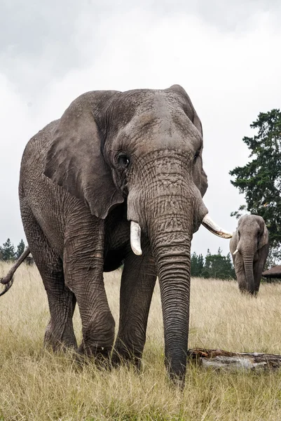 Afrikanischer Elefant — Stockfoto