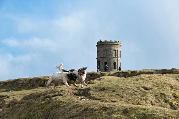 Springer spaniels playing at Solomons Temple — Stock Photo, Image