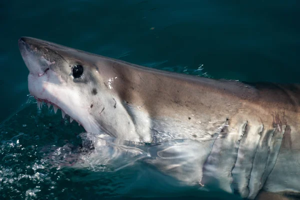 Great white shark — Stock Photo, Image