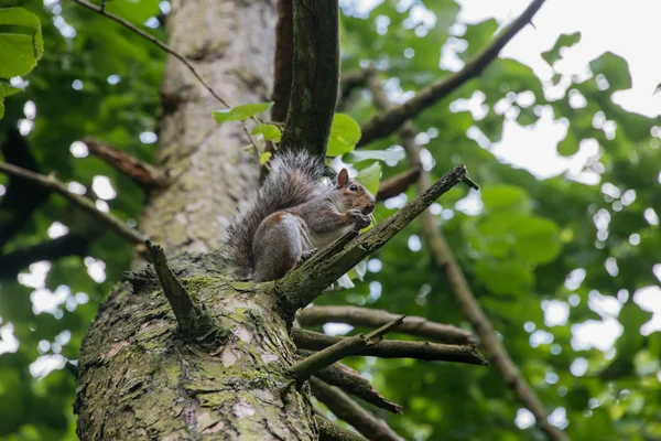 Grey squirrel on a branch — Stock Photo, Image