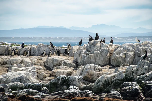 鵜とペンギン — ストック写真