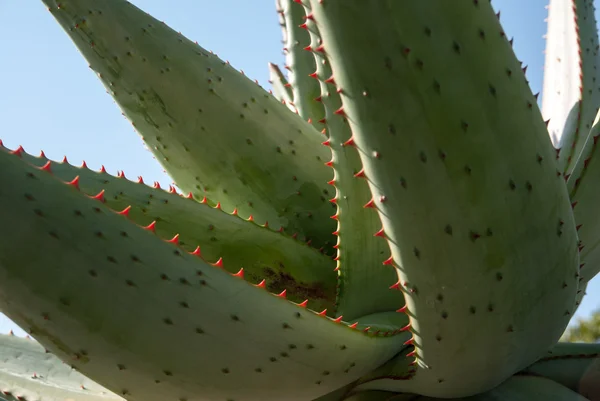 Aloe tesisi — Stok fotoğraf