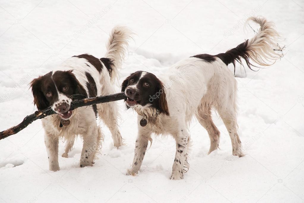 Springer spaniels carrying a stick in the snow