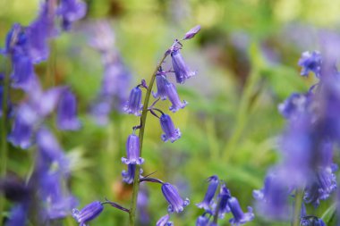 BlueBell