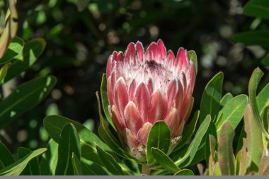 Kral protea 