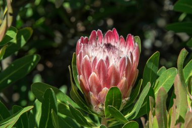 Kral protea 