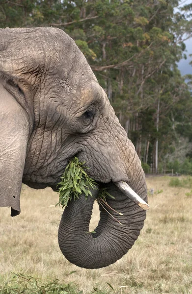 Elephant eating — Stock Photo, Image