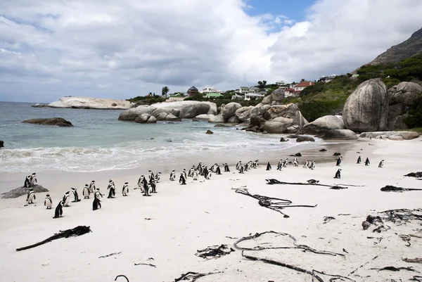 Pingüinos africanos en la playa —  Fotos de Stock