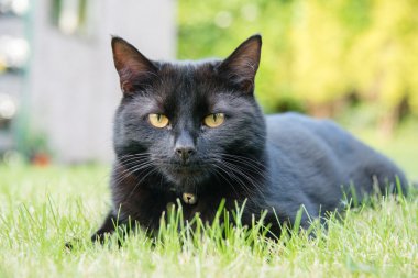 Black cat in a garden clipart