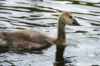Gosling on a lake