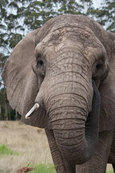 Elefant aus nächster Nähe — Stockfoto