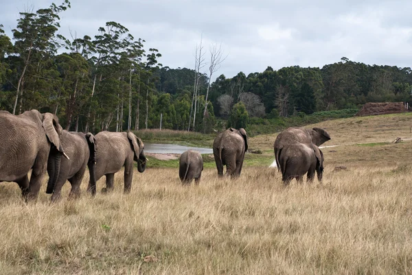 Elefantenherde auf Wanderschaft in einem Wildreservat, Südafrika — Stockfoto