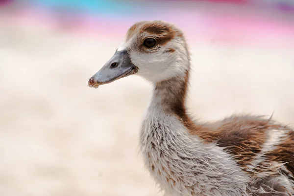 Egyptian gosling — Stock Photo, Image