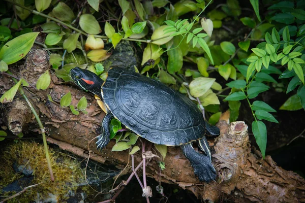 Rotohr-Wasserschildkröte — Stockfoto