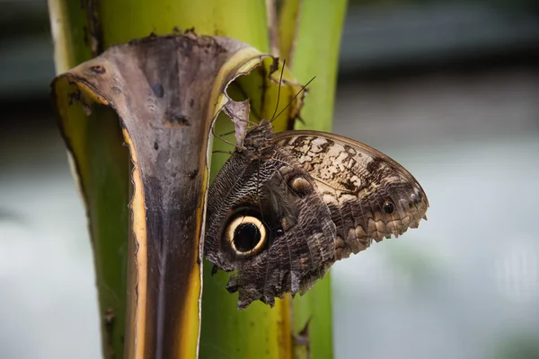 森林只巨大的猫头鹰蝶 (caligo eurilochus) — 图库照片