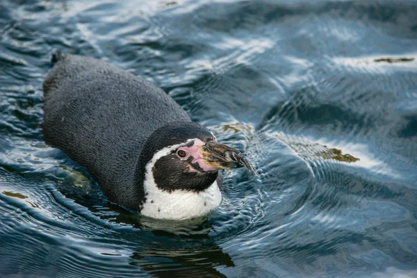 African penguin — Stock Photo, Image