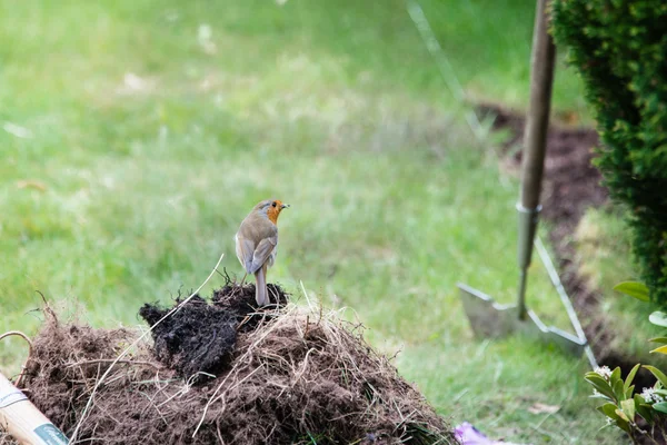 Robin sur le sol — Photo