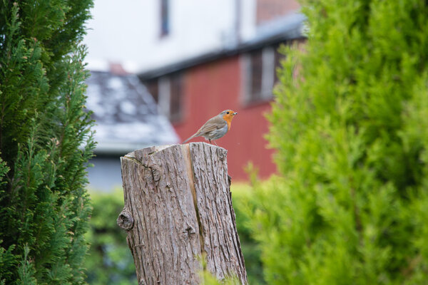 Robin on a tree trunk