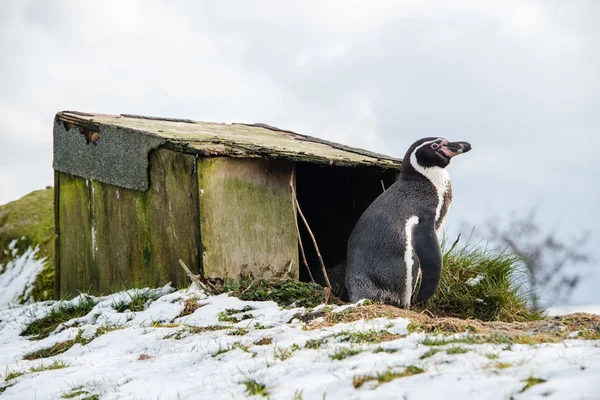 Penguin standing — Stock Photo, Image