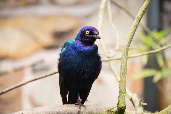 Purple starling — Stock Photo, Image