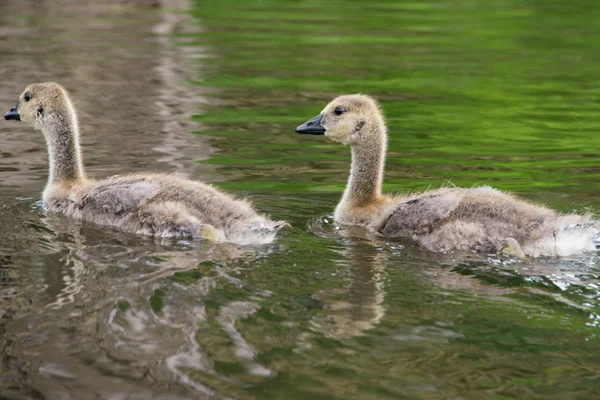 Canadian goose gosling — Stock Photo, Image