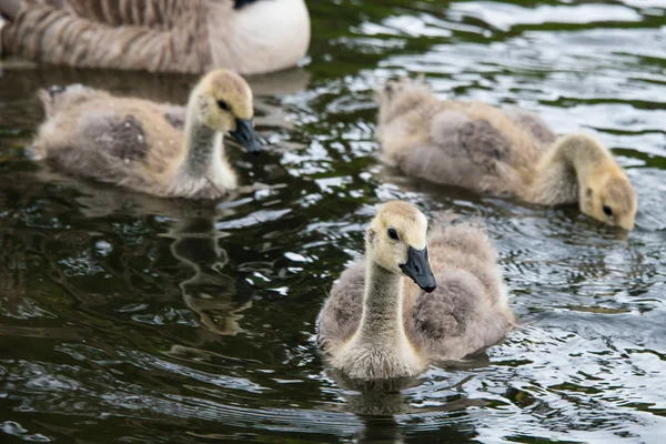 Goslings on a lake — 图库照片