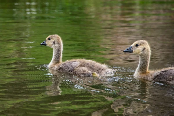 Goslings on a lake — Stock Photo, Image