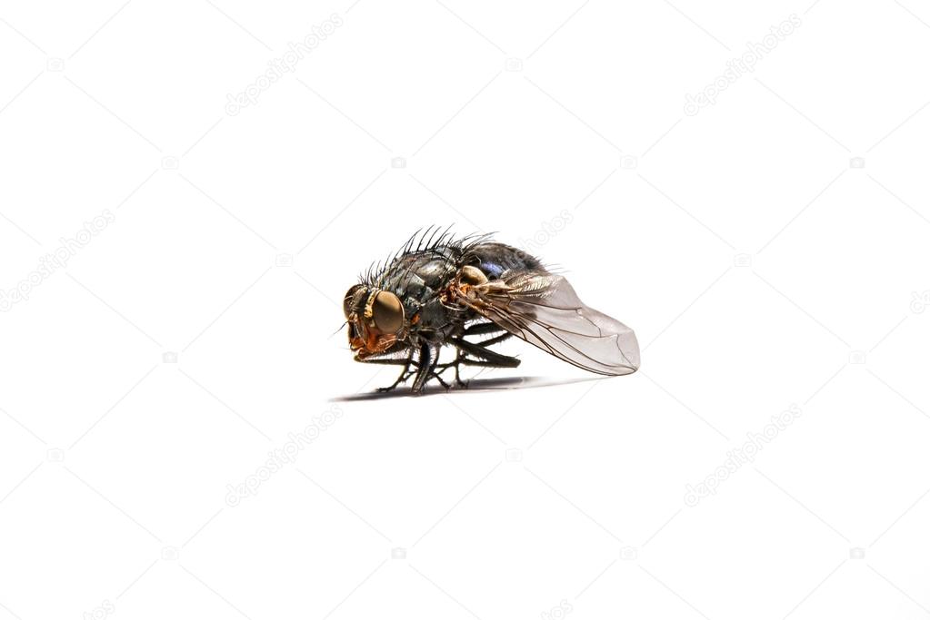 Macro shot of a housefly.