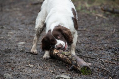 Springer spaniel sopa çiğneme