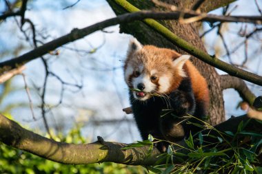 Kızıl panda