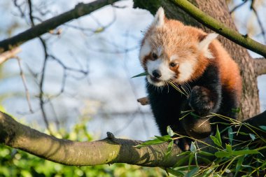 Kızıl panda