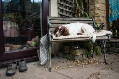 Uykulu springer spaniel