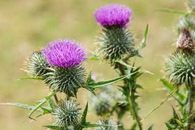 Milk Thistle (Silybum Marianum)