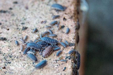 woodlice